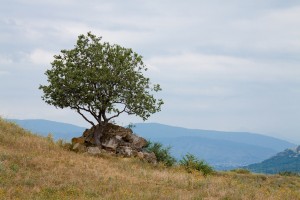 Близ Монастыря Джвари, Мцхета, Грузия | Vladimir Fil'varkiv