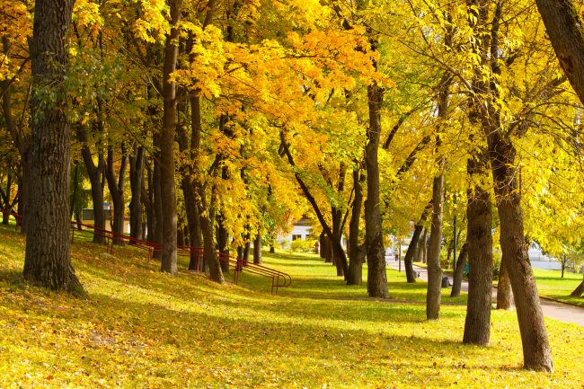 Осень, Парк Победы, Минск | ChanceToTrip.com by Vladimir Filvarkiv