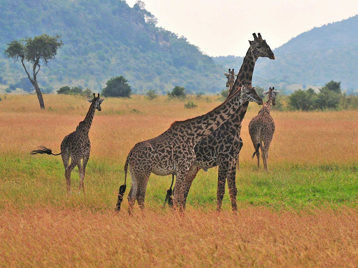 observe-wild-animals-in-their-natural-habitat-on-a-safari-in-kenya